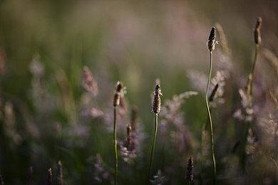 EA现已将Codemasters Cheshire和Criterion合并